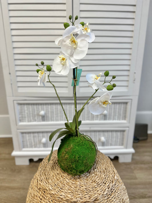 22" Real Touch White Orchid w/ Moss Ball
